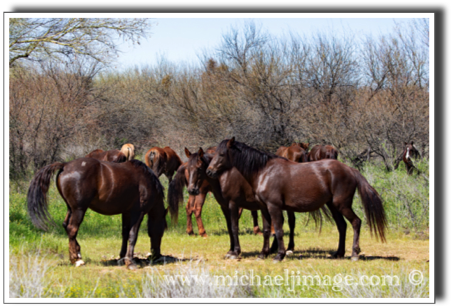 "wild horses - 2"
verde river, rio verde, az.